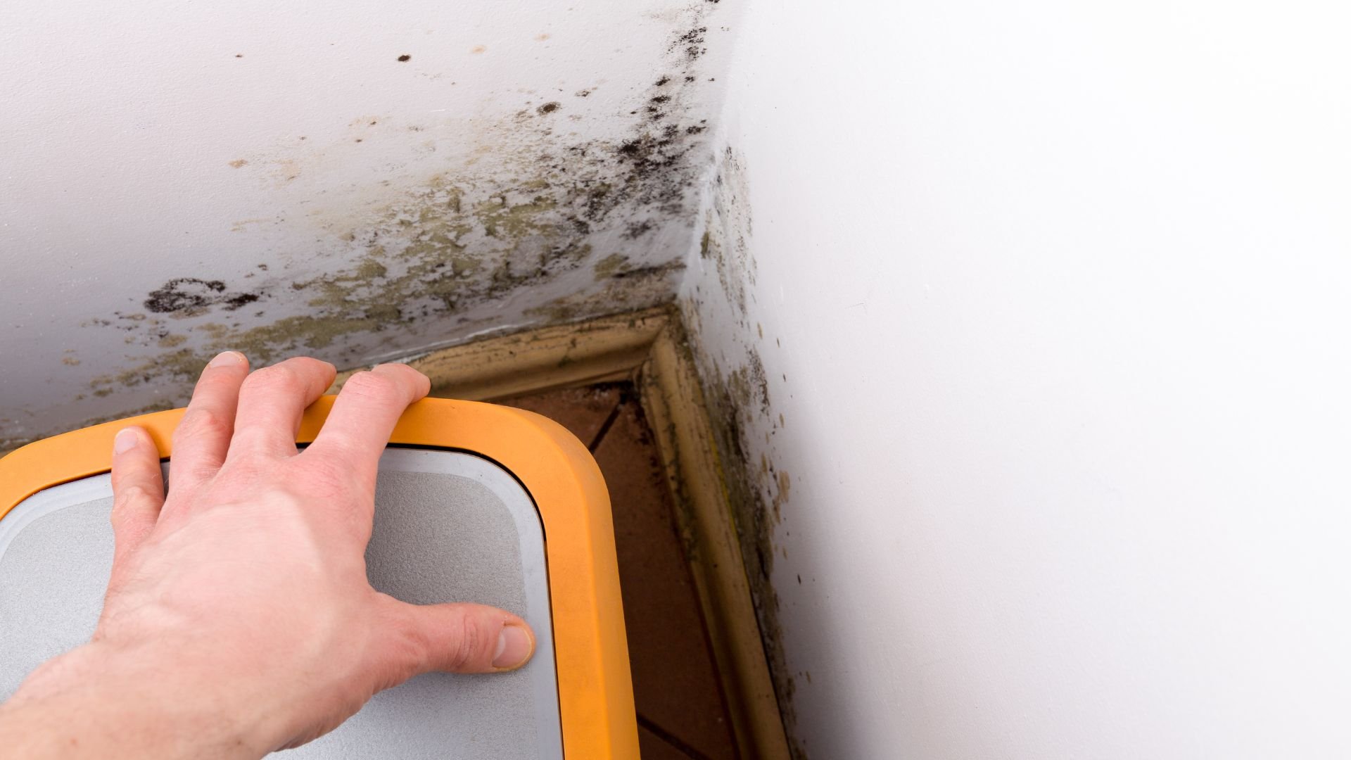 Moisture meter detecting severe mold growth on interior wall corner